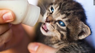 Will you be donating to help newborn kittens?