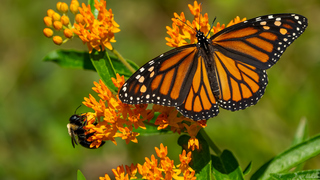 Should protections for endangered animals be rolled back?