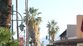 Should Palm Springs remove palm tree skirts from city-owned trees?
