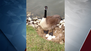 Bend uses egg oiling to control Canada goose populations. Do you support or oppose this method?